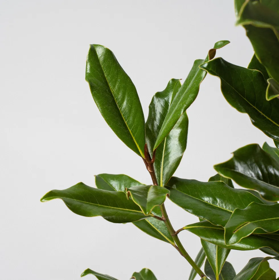 Magnolia grandiflora