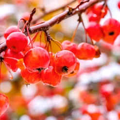 Malus sylvestris PERPETU® 'Evereste'