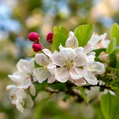 Malus sylvestris PERPETU® 'Evereste'