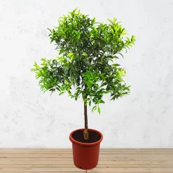 Mandarino (citrus reculata)