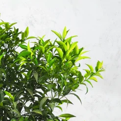 Mandarino (citrus reculata)