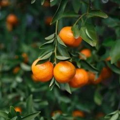 Mandarino (citrus reculata)