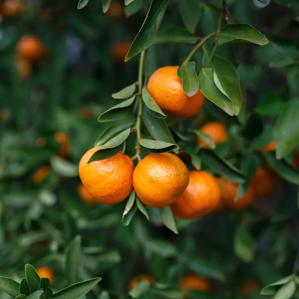 Mandarino (citrus reculata)