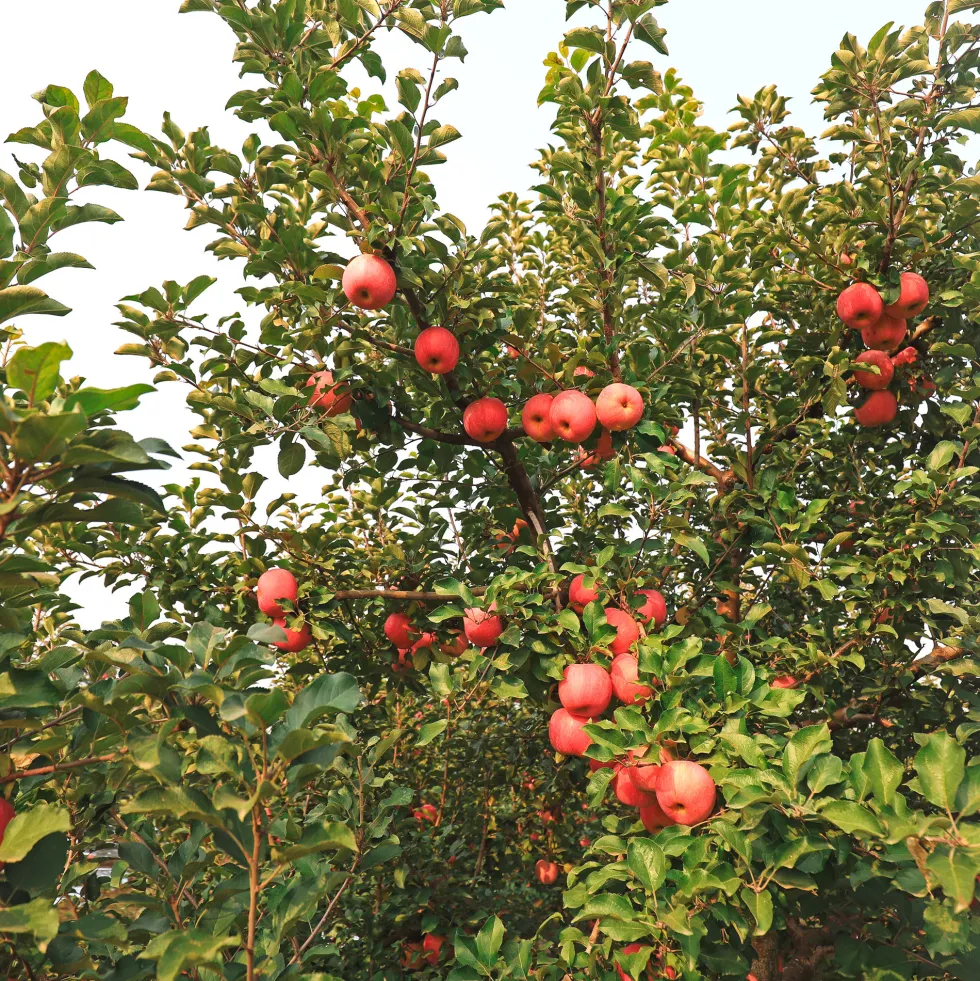 Manzano "Fuji" (árbol frutal)