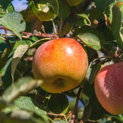 Manzano "Fuji" (árbol frutal)