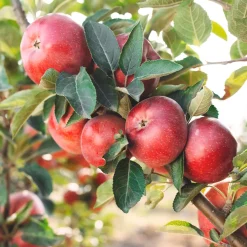 Manzano "Gala" (árbol frutal)