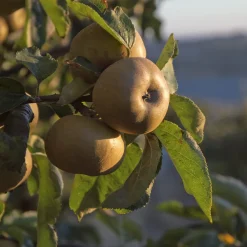 Manzano 'Reineta Gris del Canadá' (Malus domestica)