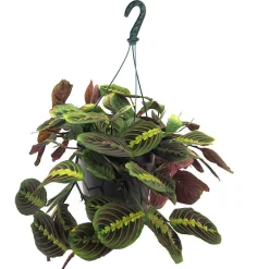 Maranta leuconeura 'Fascinator'