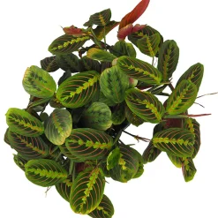 Maranta leuconeura 'Fascinator'