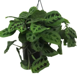Maranta leuconeura 'Fascinator'