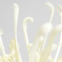 Margarita índica 'Fireworks Cream'