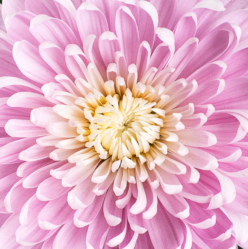 Margarita Supernova Pink