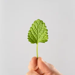 Melisa - Planta aromática