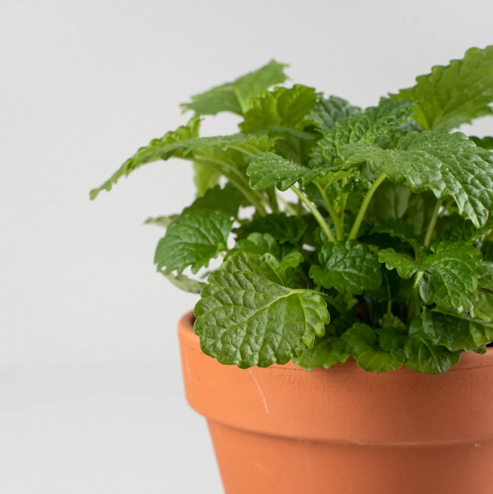 Melisa - Planta aromática