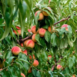 Melocotonero de Agua Precoz (Prunus Persica)