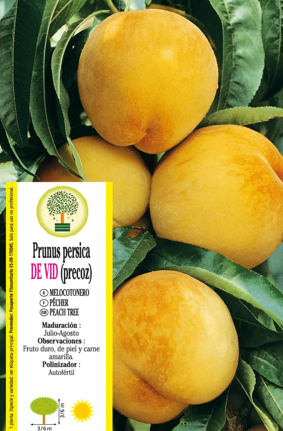 Melocotonero 'De Vid' precoz (Prunus persica)