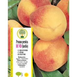 Melocotonero 'De Vid' tardío (Prunus persica)