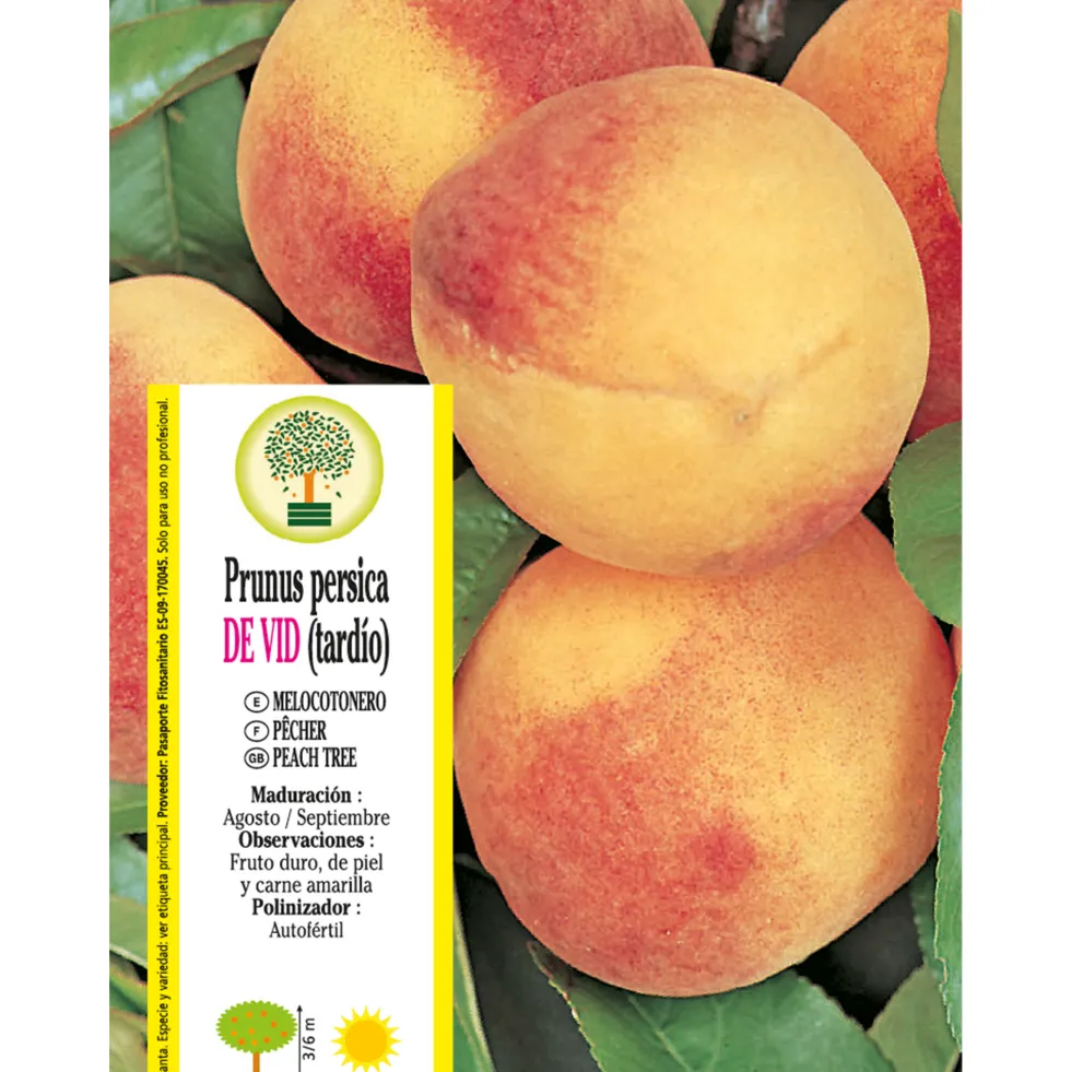 Melocotonero 'De Vid' tardío (Prunus persica)