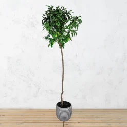 Melocotonero 'De Vid' tardío (Prunus persica)
