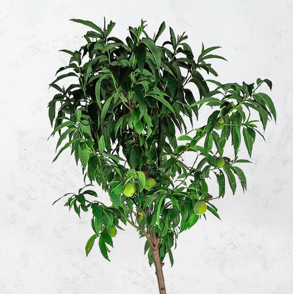 Melocotonero 'De Vid' tardío (Prunus persica)