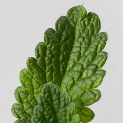 Menta gatera