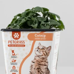 Menta gatera