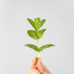Menta suaveolens - Planta aromática