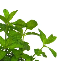 Menta suaveolens - Planta aromática