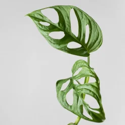 Monstera adansonii