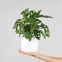 Monstera adansonii