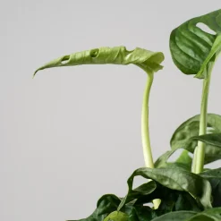 Monstera adansonii