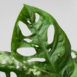Monstera adansonii