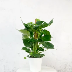 Monstera deliciosa con tutor (Costilla de Adán)