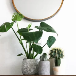 Monstera deliciosa (Costilla de Adán)