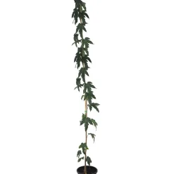 Morus alba 'Fruitless'