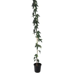 Morus alba 'Fruitless'