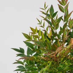 Nandina domestica 'Gulf Stream'