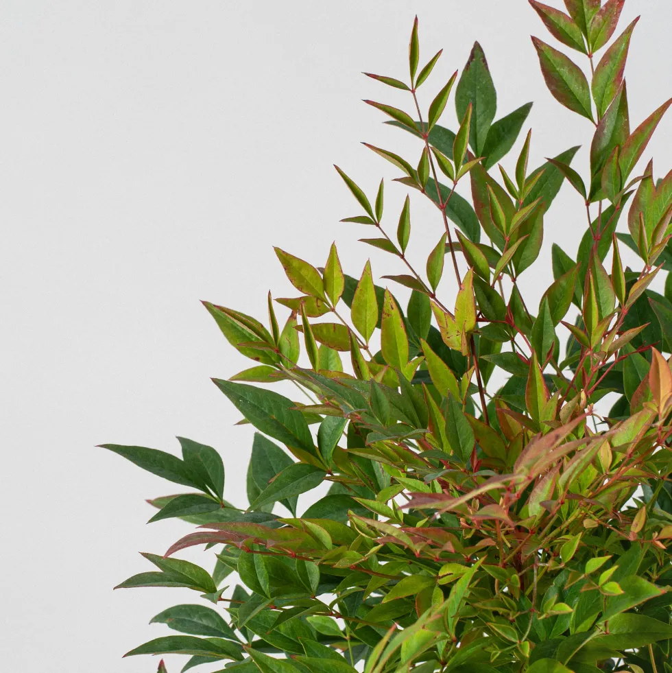 Nandina domestica 'Gulf Stream'