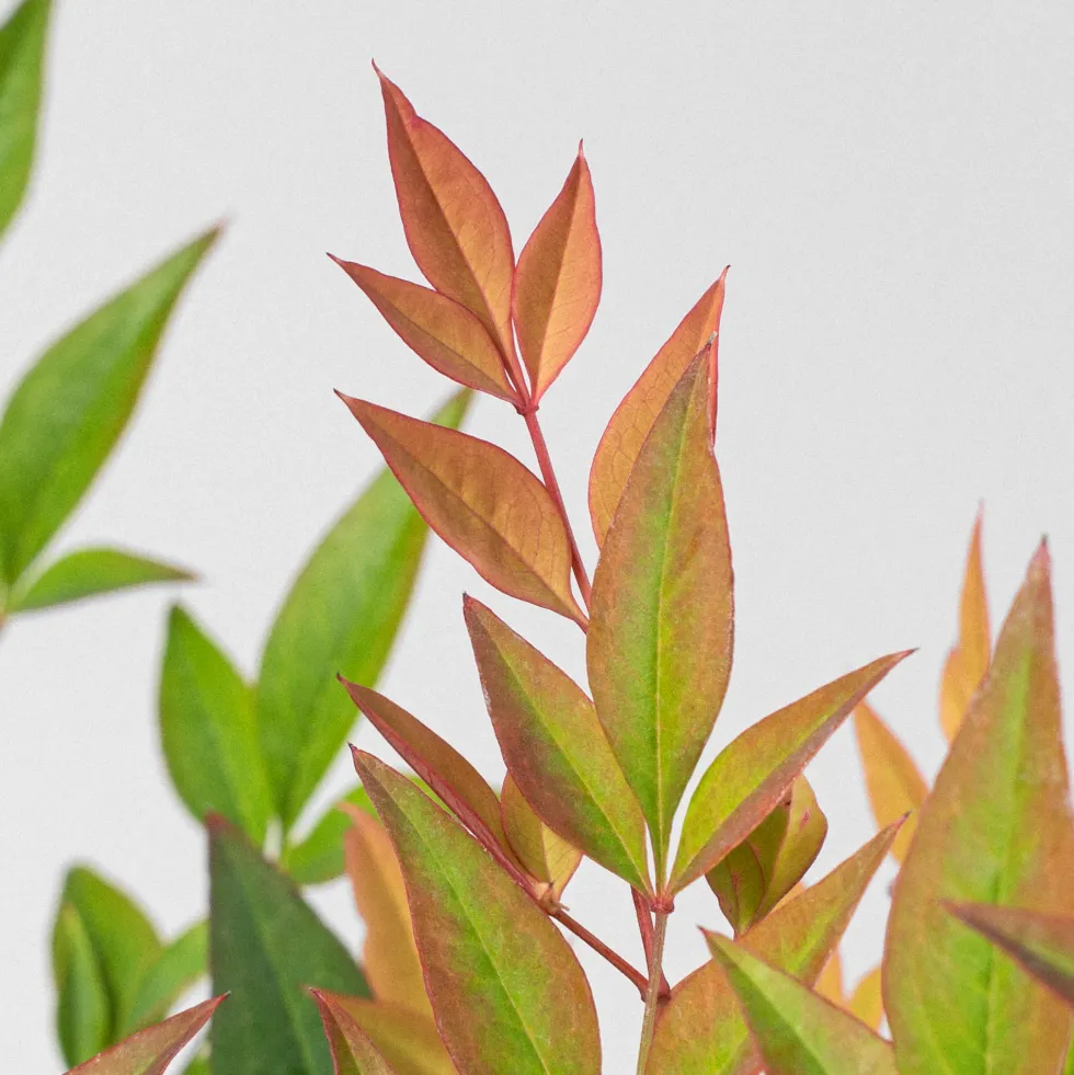 Nandina domestica 'Gulf Stream'