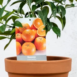 Naranjo (Citrus sinensis)