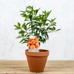 Naranjo (Citrus sinensis)
