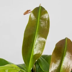 Nepenthes 'Gaya'