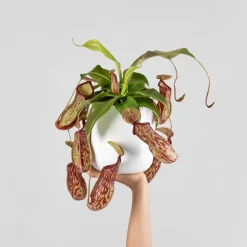 Nepenthes 'Gaya'