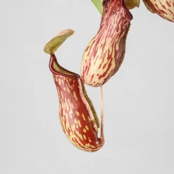Nepenthes 'Gaya'