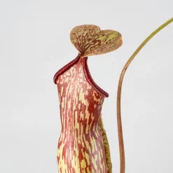 Nepenthes 'Gaya'
