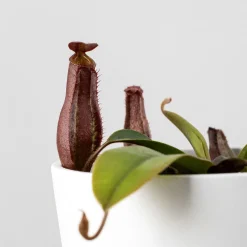 Nepenthes sp.