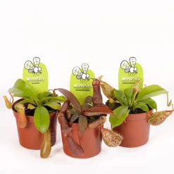 Nepenthes sp.