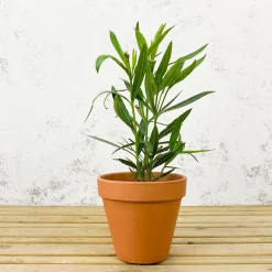 Nerium oleander roja (Adelfa)