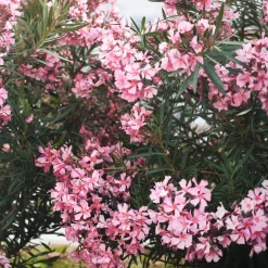 Nerium oleander rosa (Adelfa)