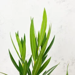 Nerium oleander rosa (Adelfa)